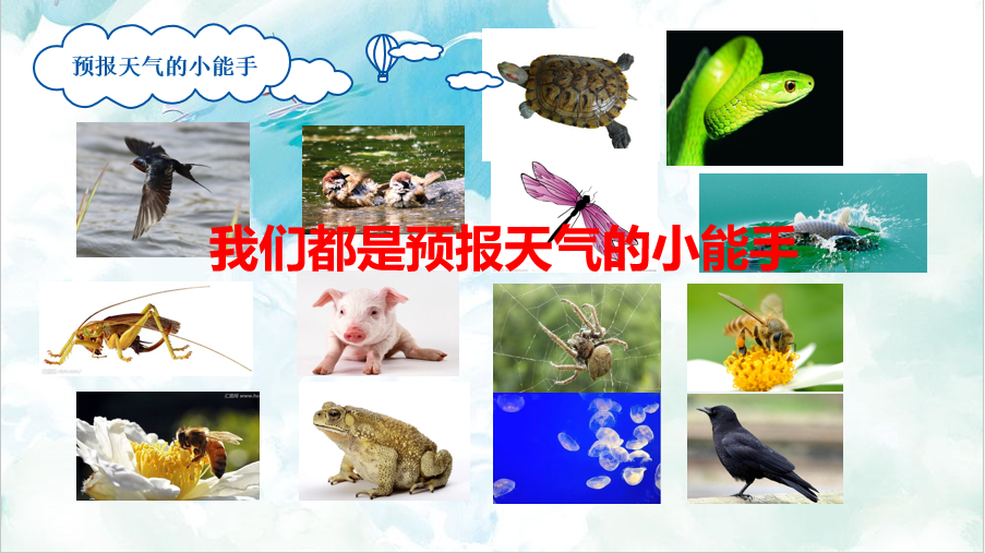 【PPT】天气预报知多少：会预报的动物和植物